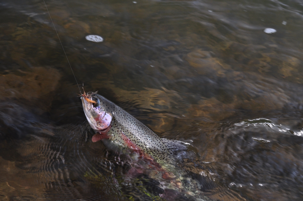 What is a Steelhead? - Imperial River Company
